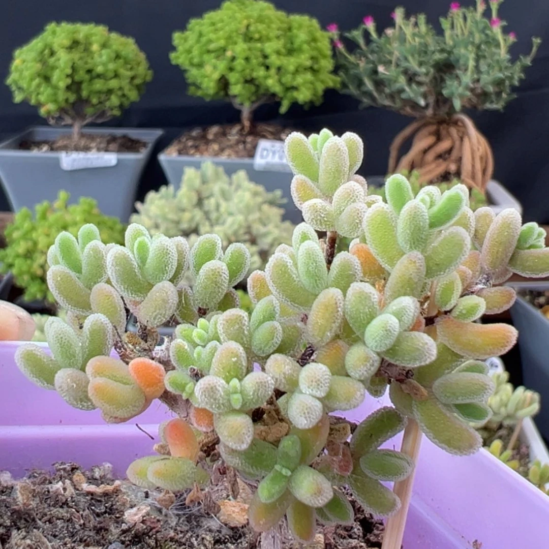 【闪购商品】dy0843荔枝糯米糍