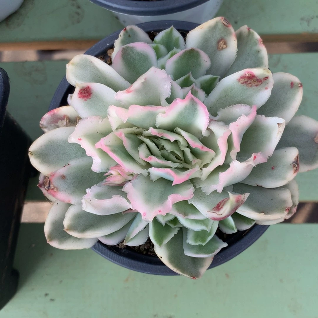 紫蝴蝶锦群锦上园艺一物一拍