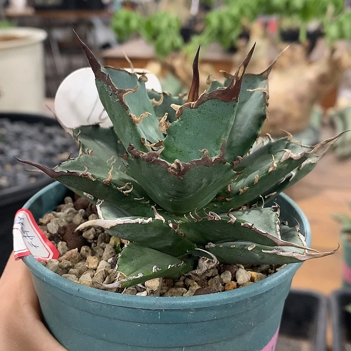 169狂战士哈哈哈哈哈