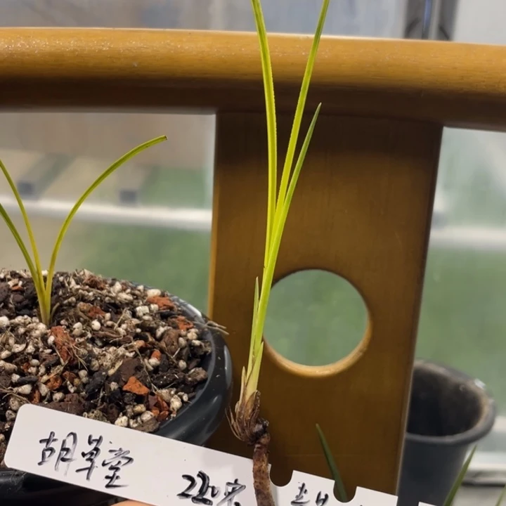 完全开放兰花蕙兰青花