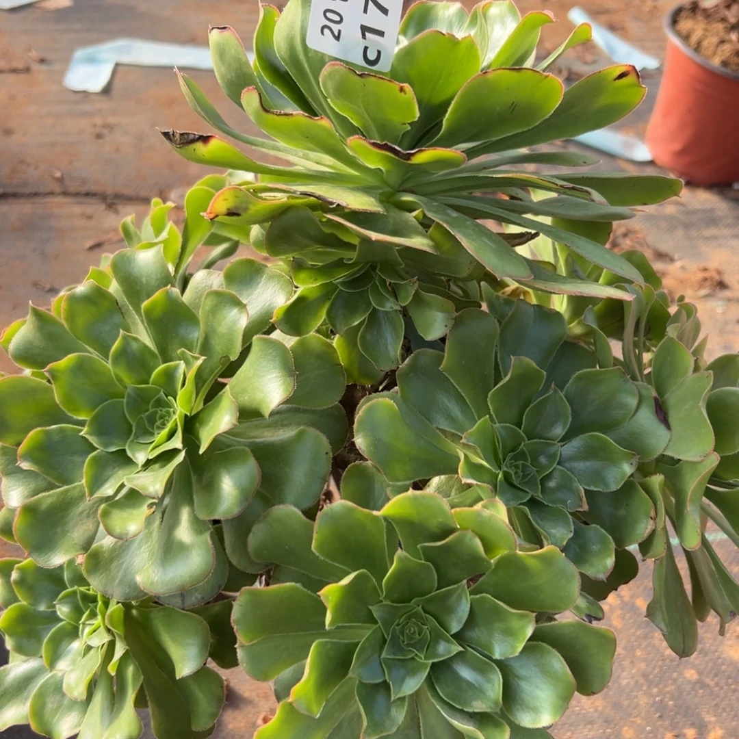 173绿玫瑰，多肉法师