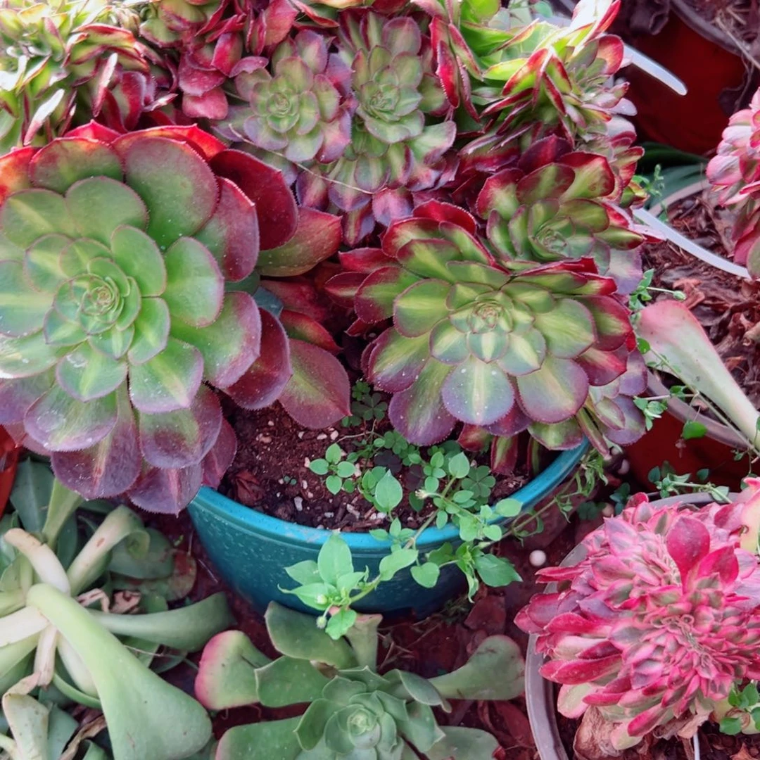 我3576 号多肉法师新年福利