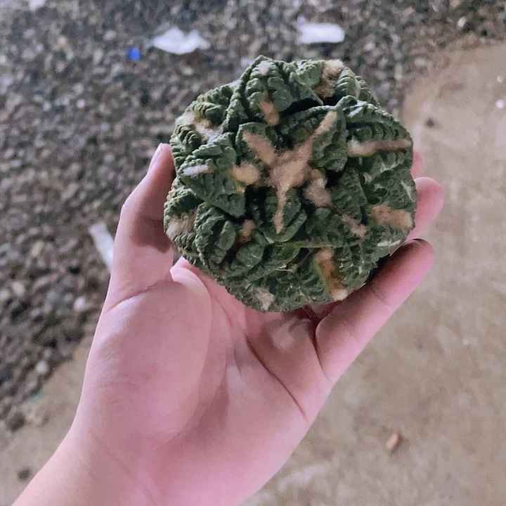完全开放?****?特价1 牡丹