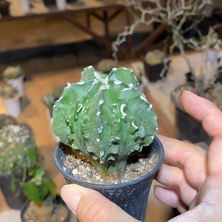 无花朵实生核桃鸾凤玉