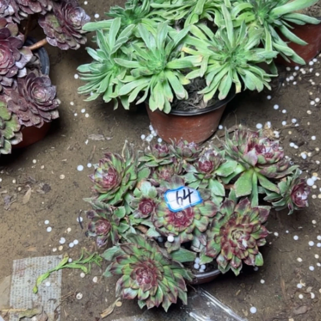 【闪购商品】胜*多肉植物红霞64