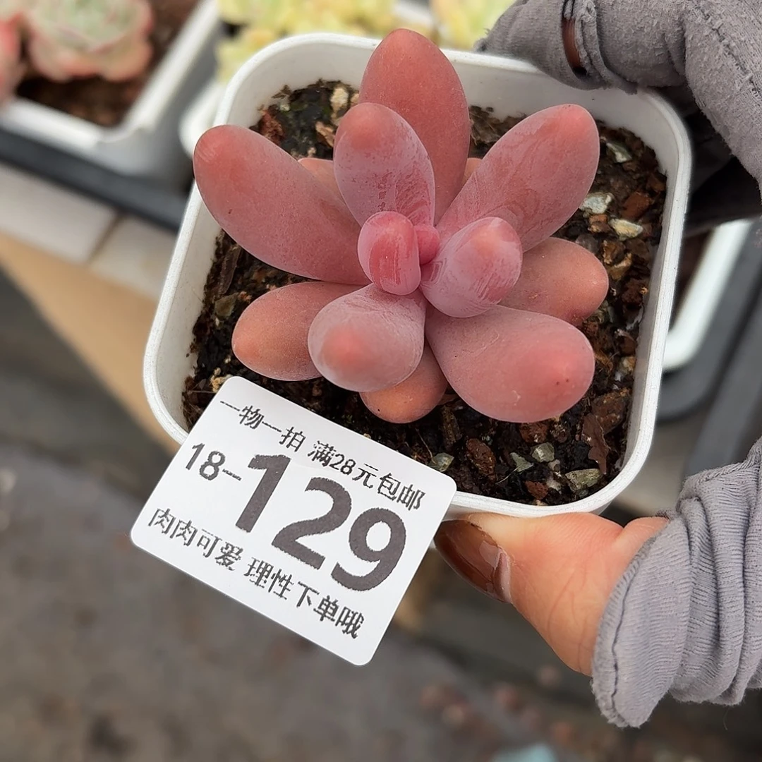 红手指无盆土发货无盆土发货无