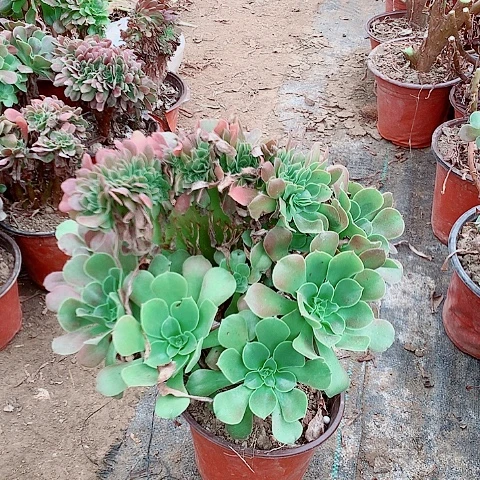 玫瑰缀画啊啊啊啊啊12