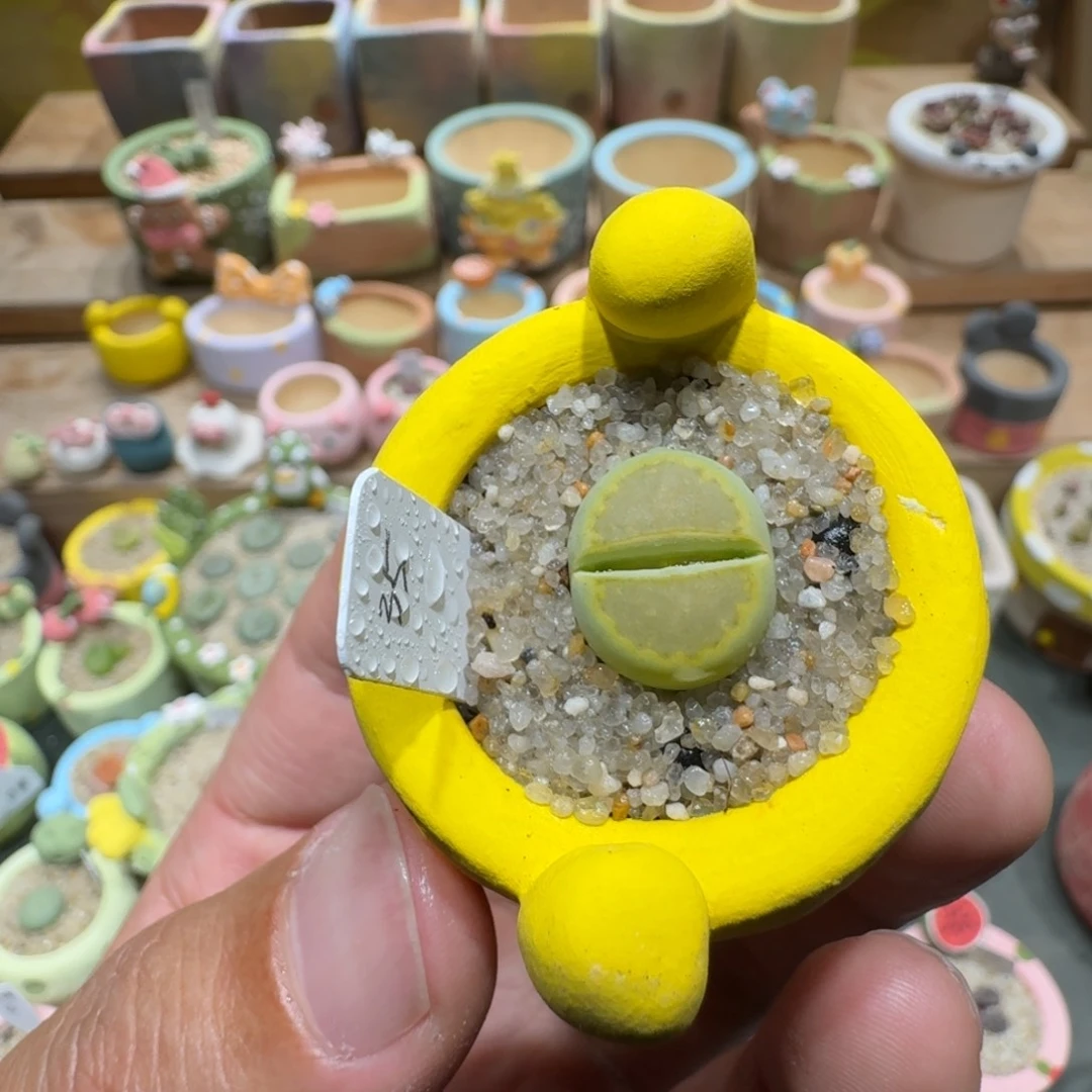 蘑菇1559黄巴厘净多肉植物