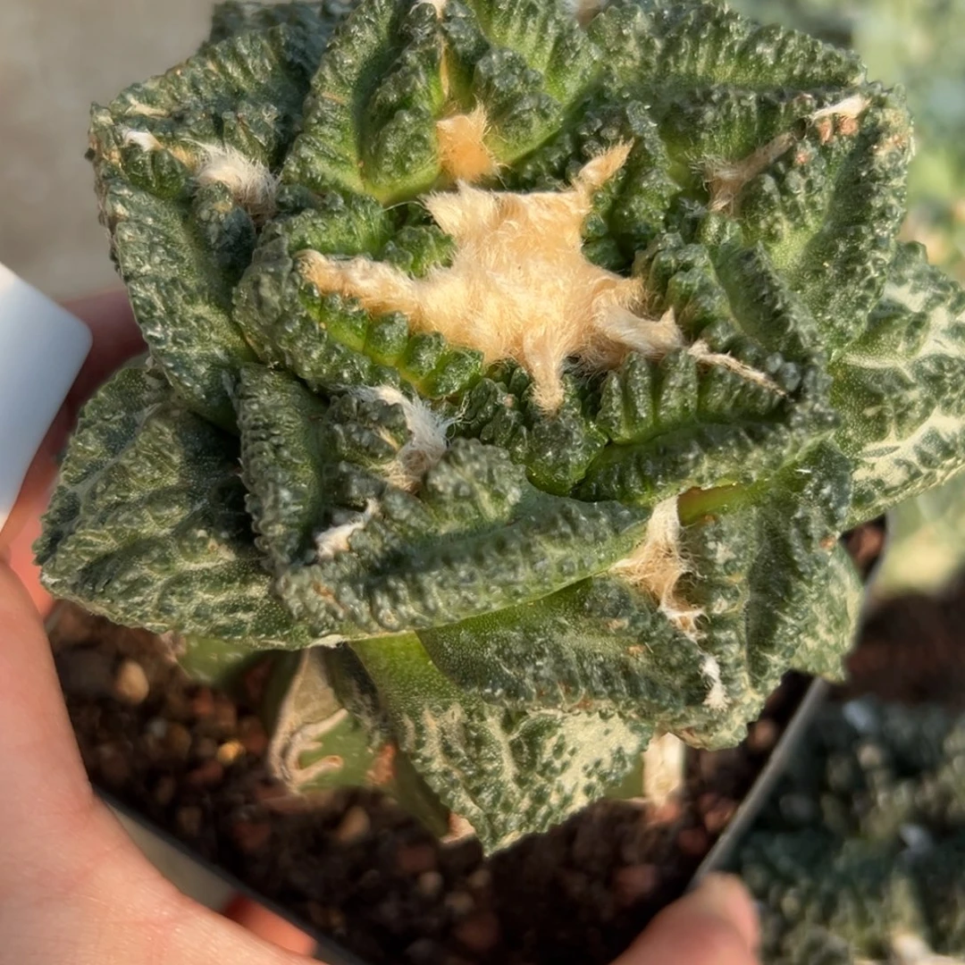 可帮落地 60 仙人球的小伙伴