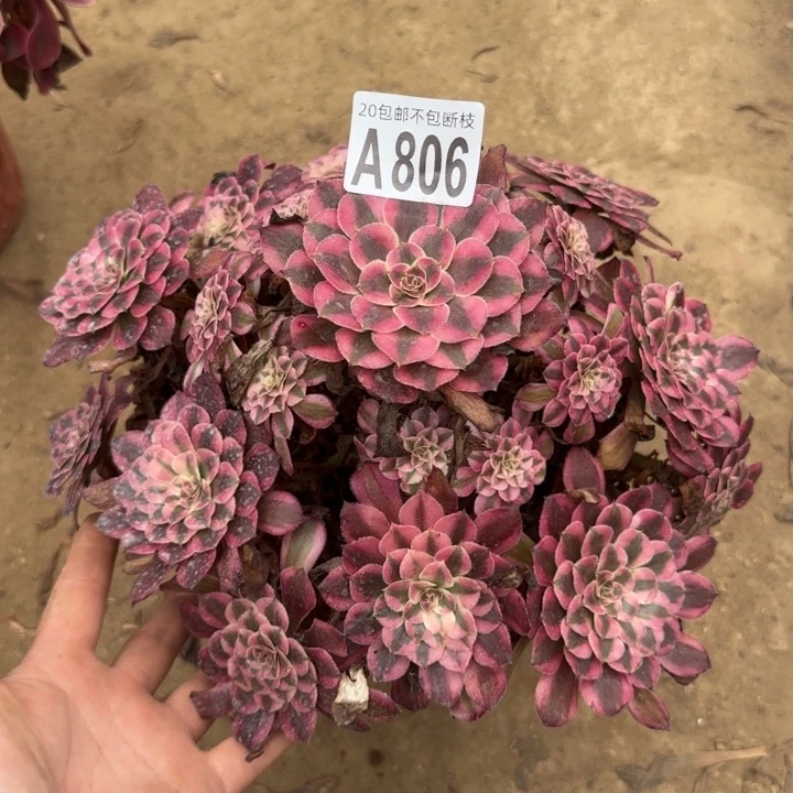 红铜白……多肉植物……