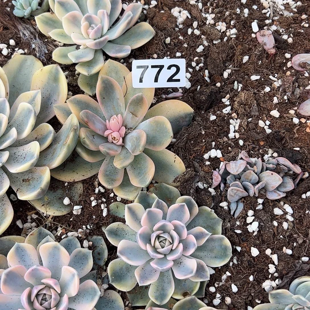 流***叶精品多肉植物772流氓寄养