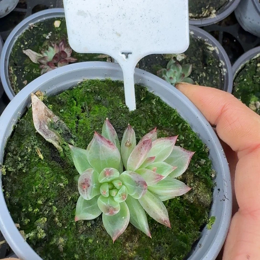 分蓝之夜999999999999999