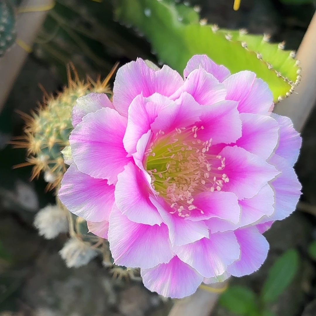 优雅芙蓉丽侧牙20包邮