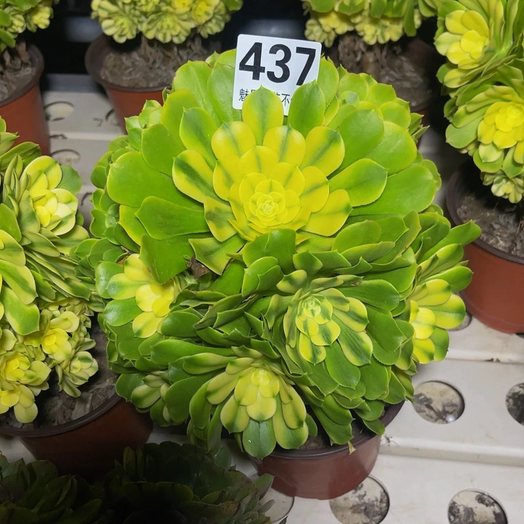 法师法师3–34包邮法师