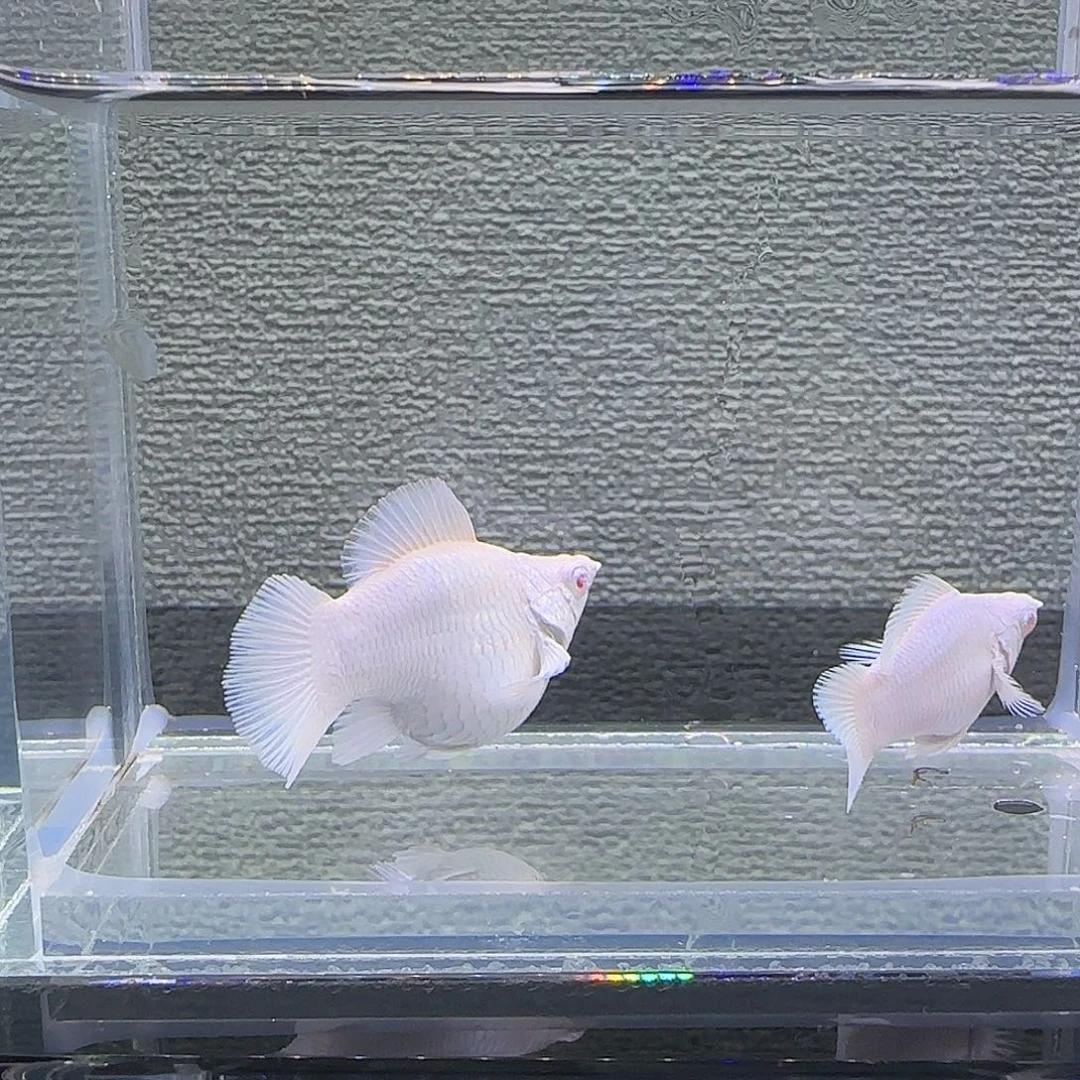 黑玛丽鱼瓷白粉钻眼