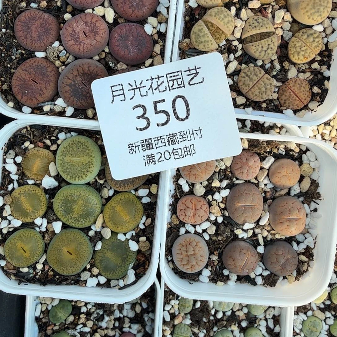 你要回来吃嘛啊哈哈嘿嘿哈350你