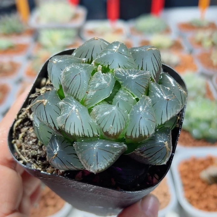 十二卷多肉蓝镜玉露