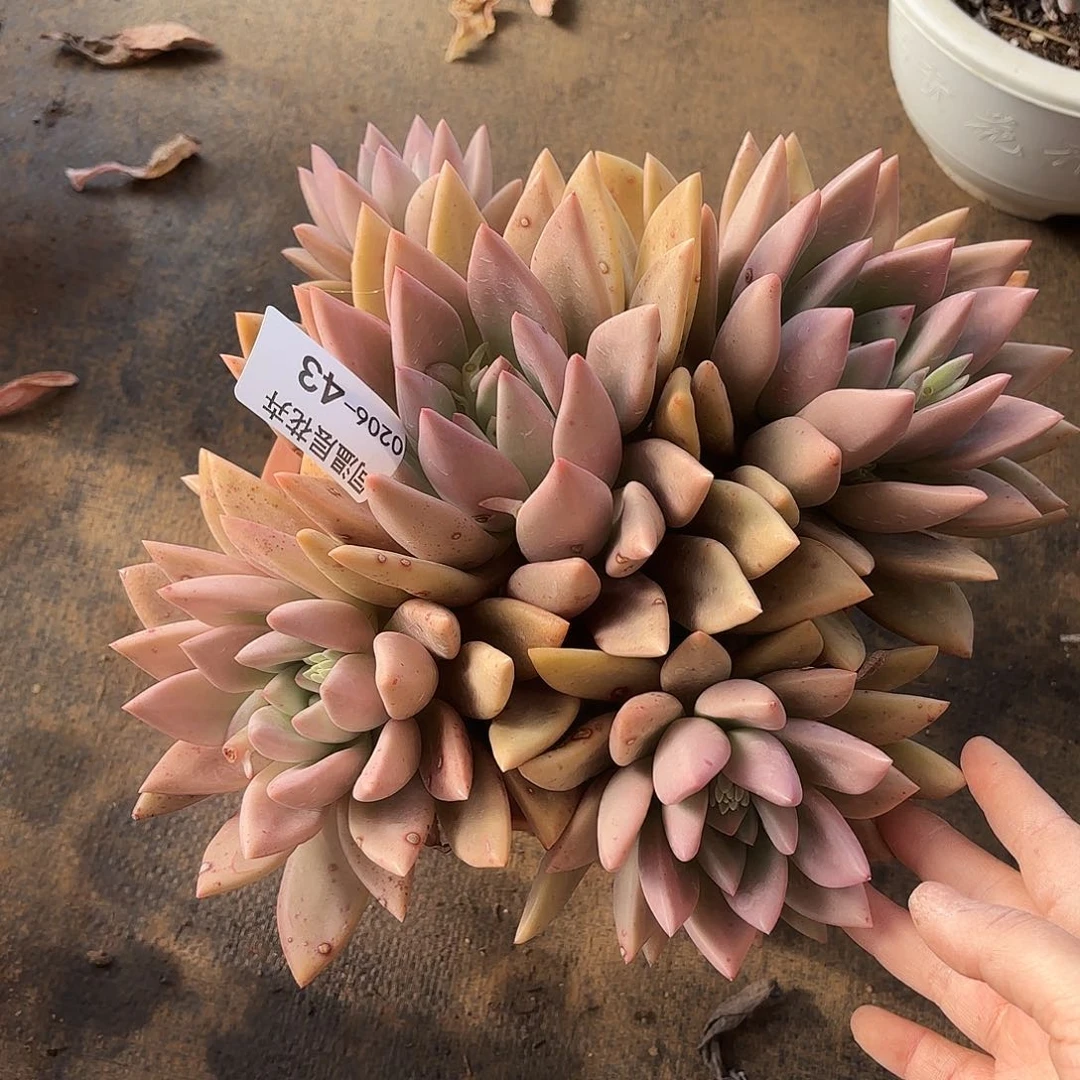 同温层多肉桃花源43