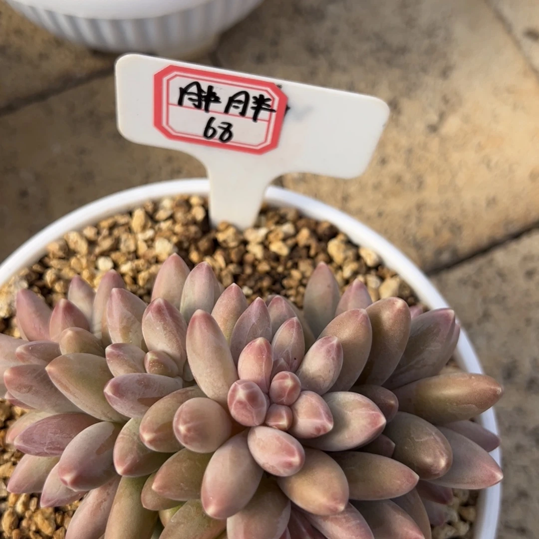 胖***胖哥特等地区建立的研究，胖胖68