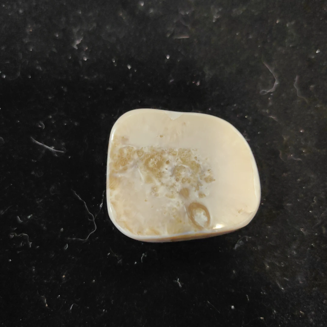 猛犸猛犸虬饼子WT464