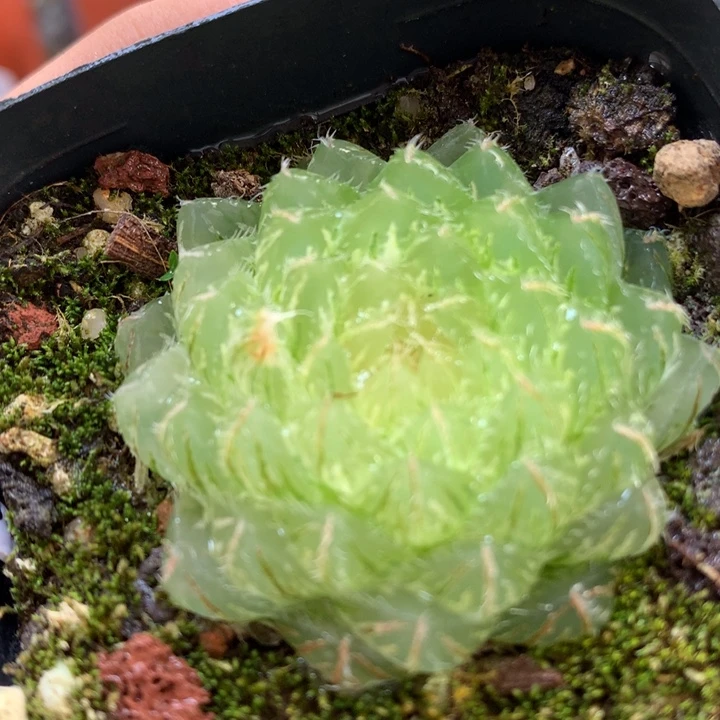 翠云玉露锦带盆土土