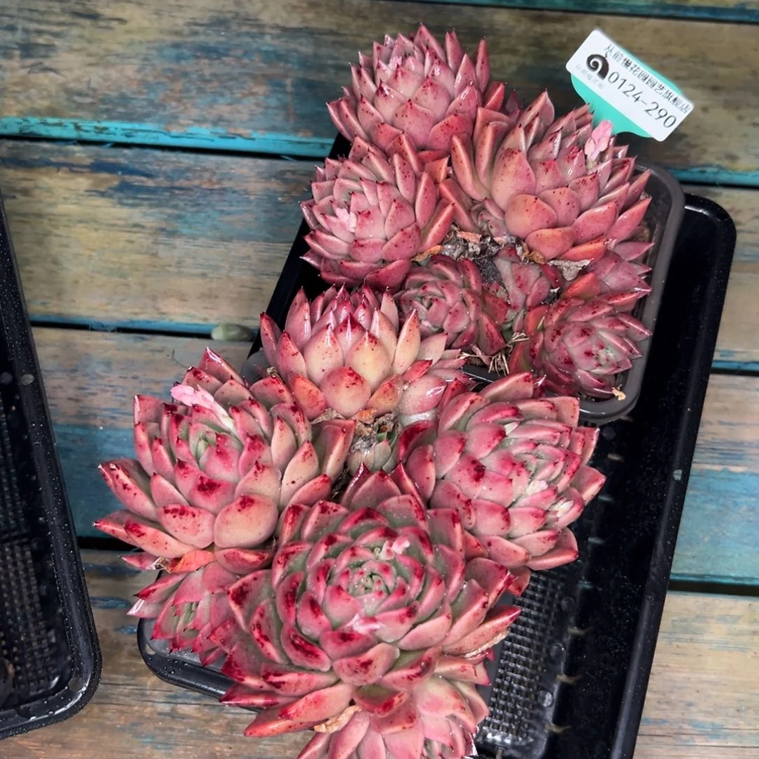 多肉一物一拍0124-290