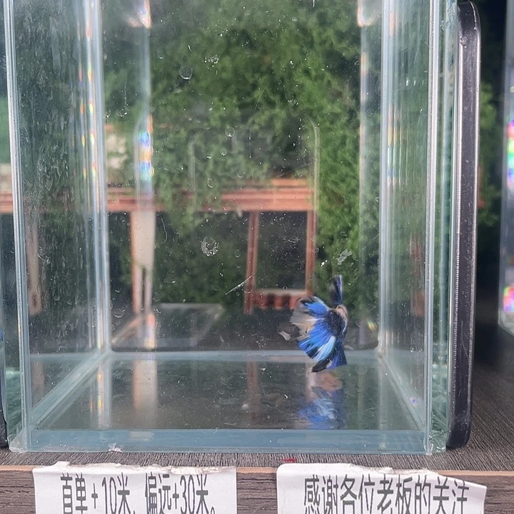 斗鱼活体不退不换谢谢