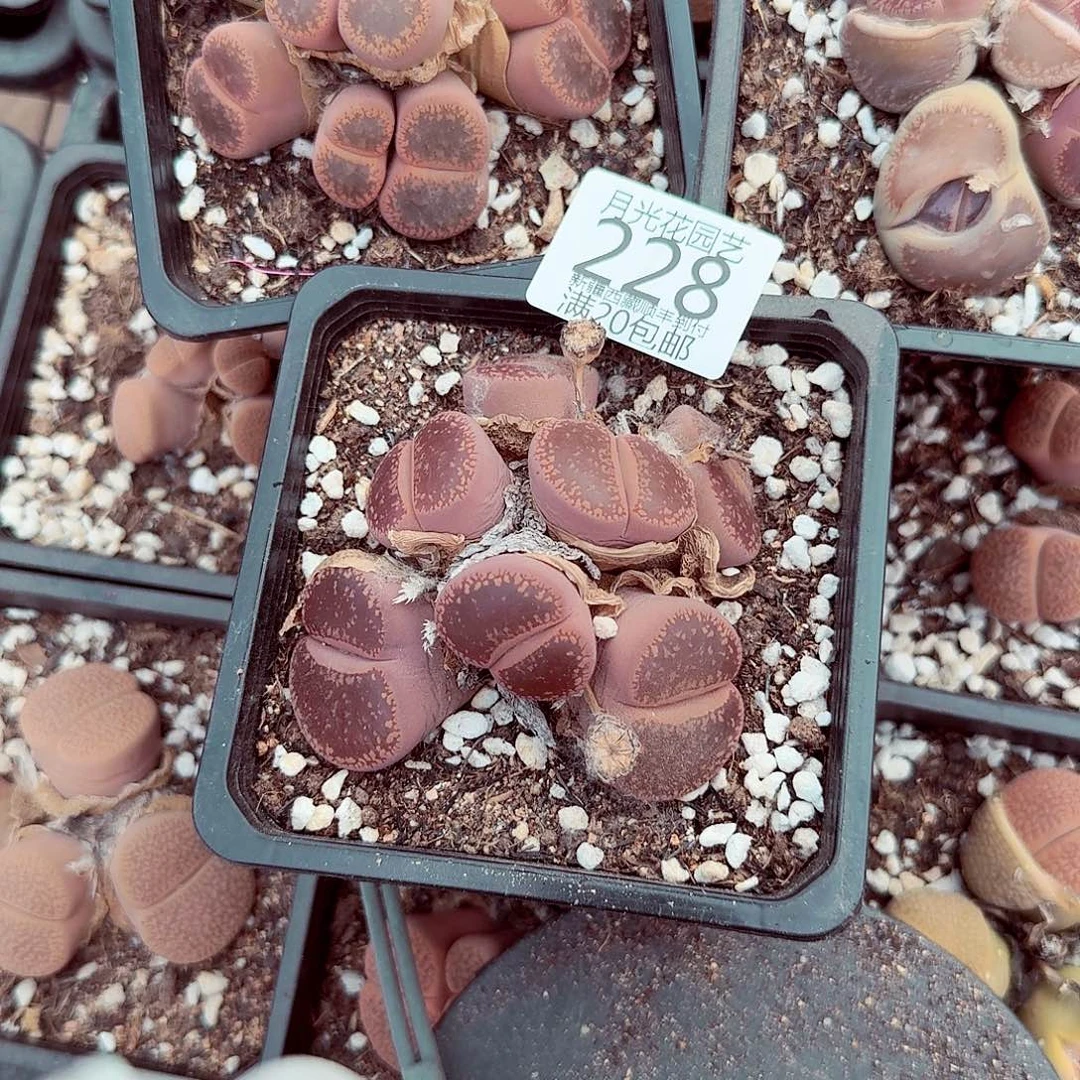 晴**璃你是怎么对的呀怎么办228