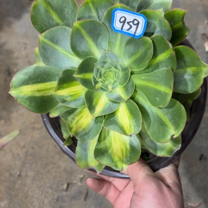 一物一拍多肉暴君959