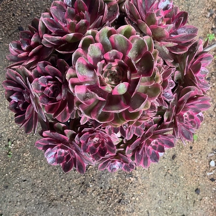 多肉植物云荷锦……