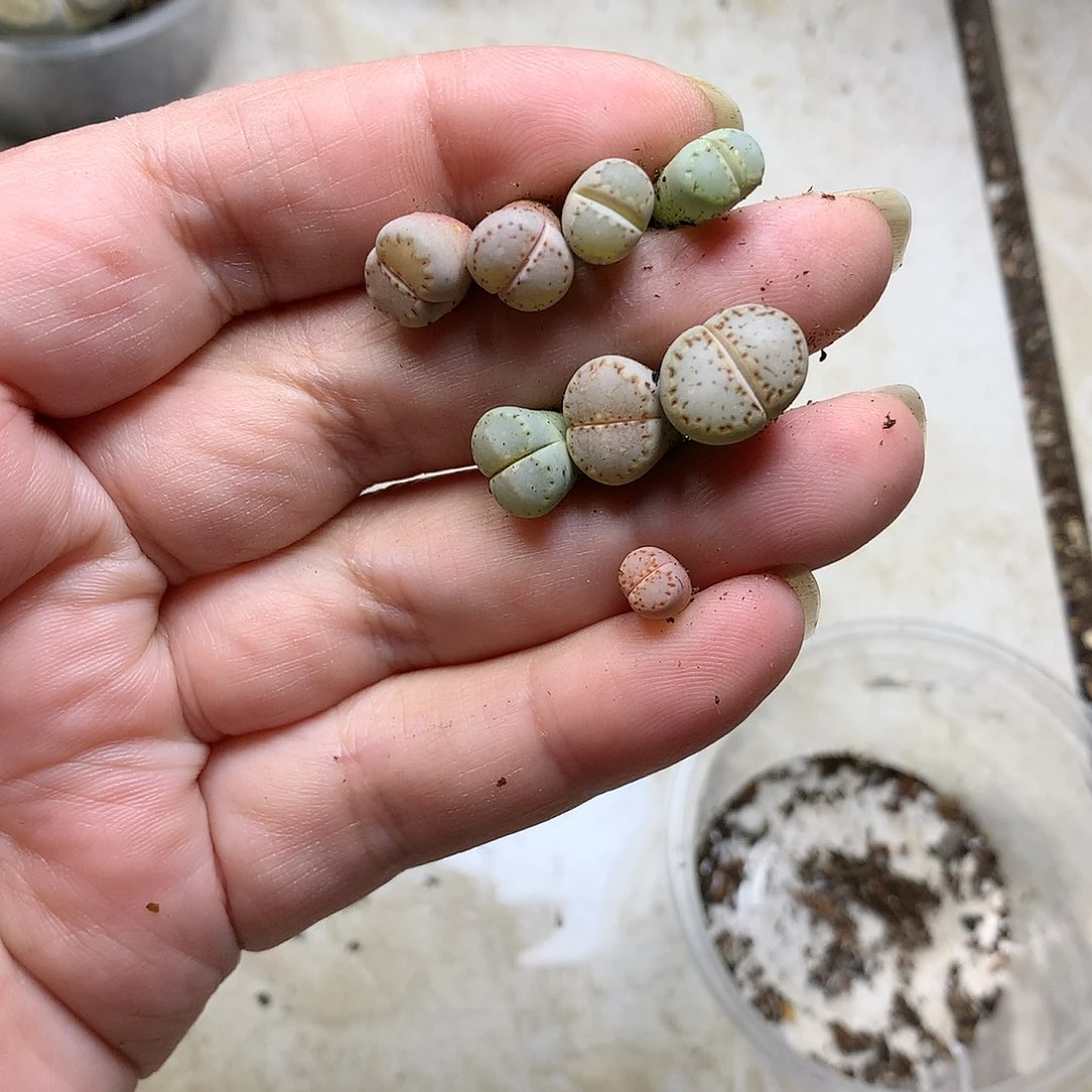 b****~D38多肉植物保护研究所