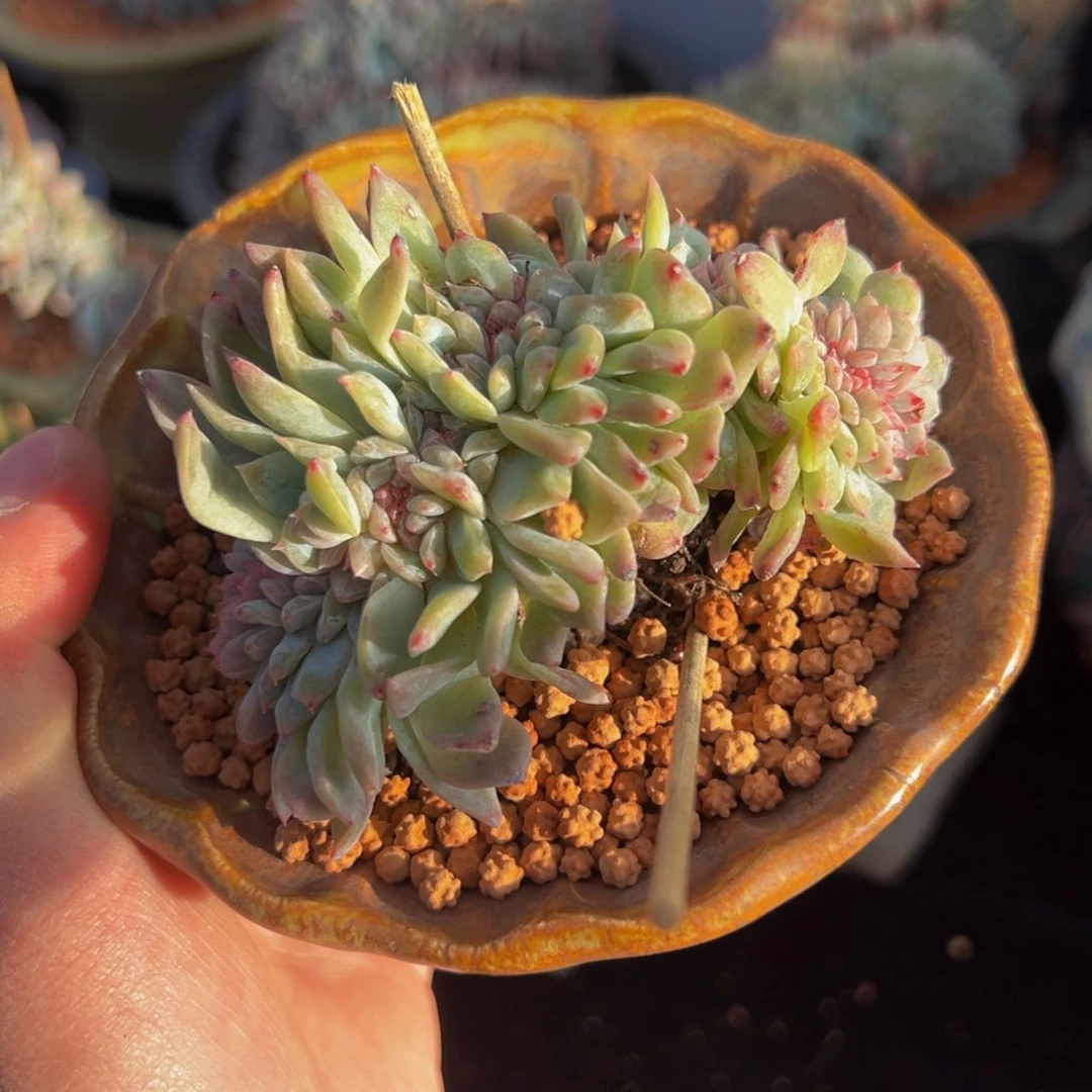 新年快乐 水蜜桃微瑕