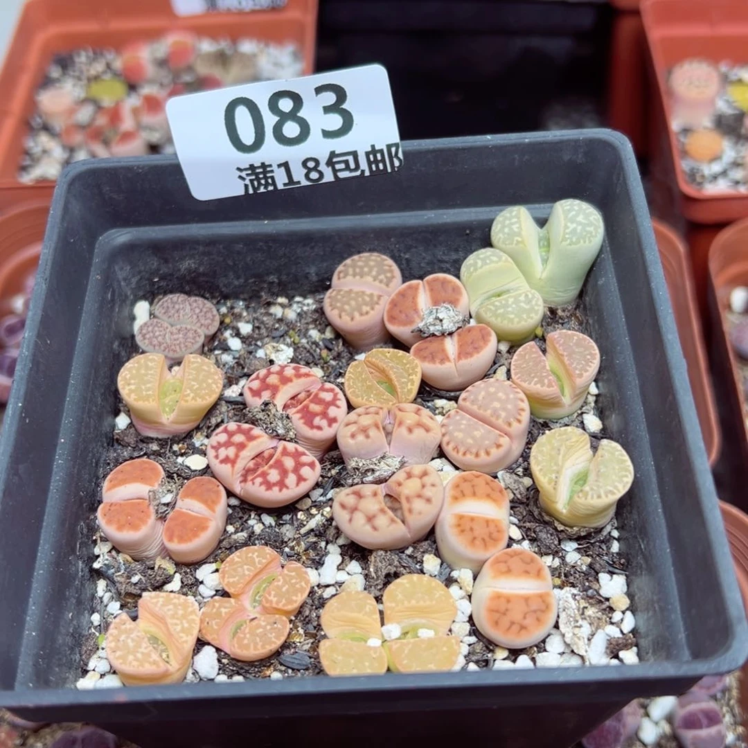 【闪购商品】 083.