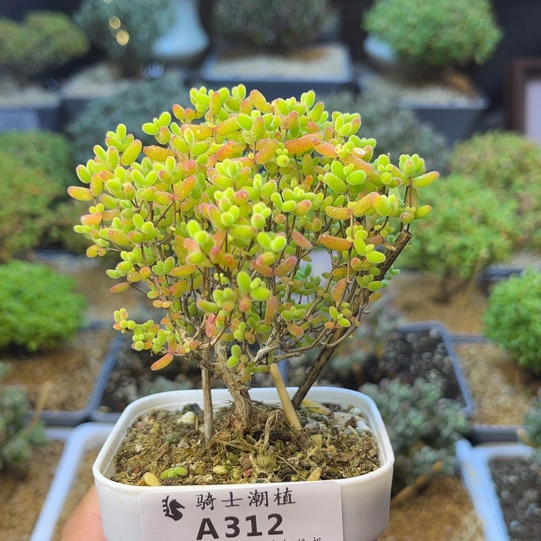 312蜜橘糖球提根造型桩