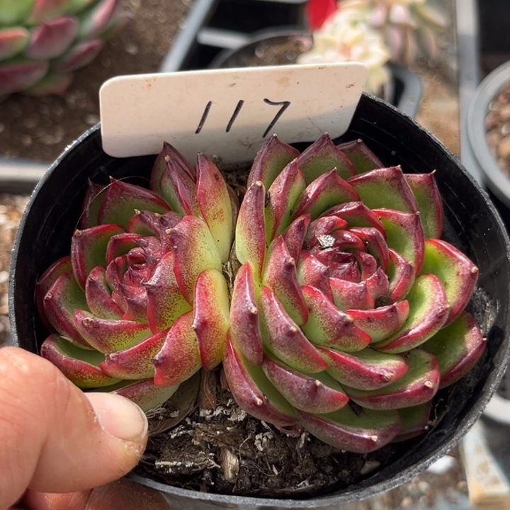 万宝龙惊鸿一物一拍包装收缩花旱117