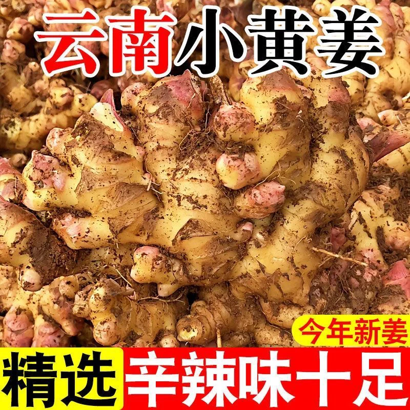 【云南小黄姜】新鲜现挖生姜批发老姜月子姜农家自种土姜整箱精选