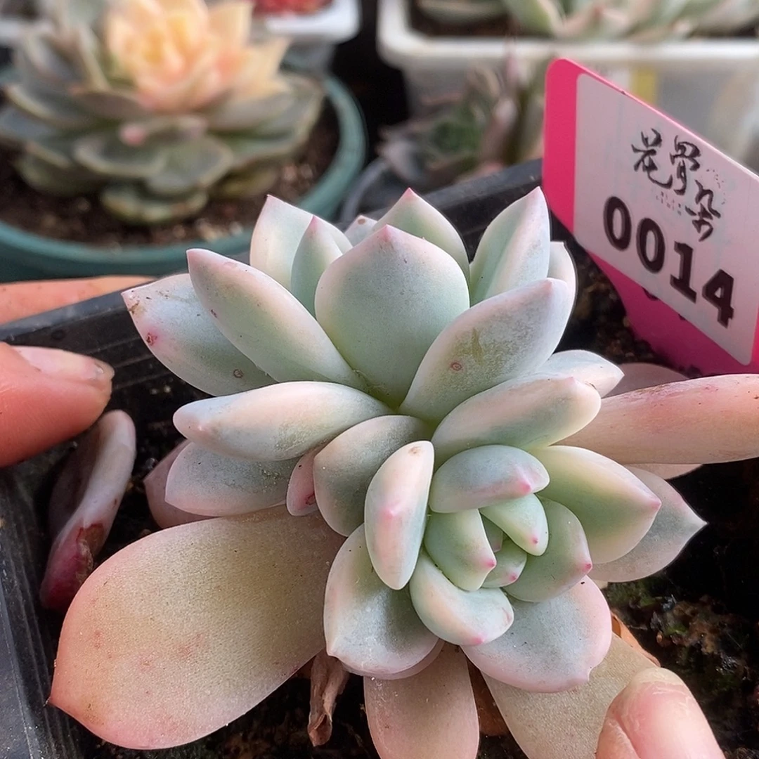 014梦露哈哈哈哈哈哈