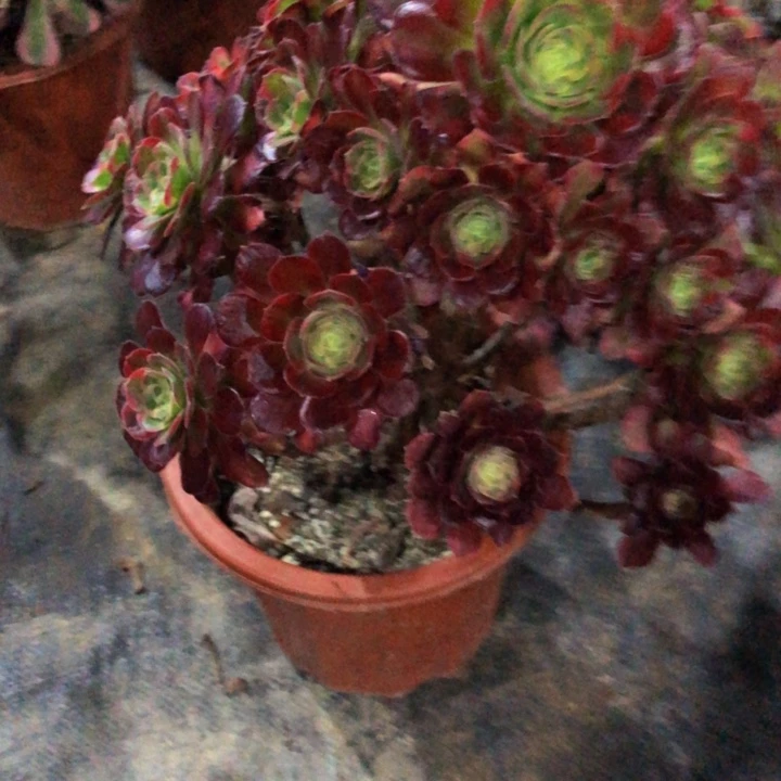 安娜多肉8200000000