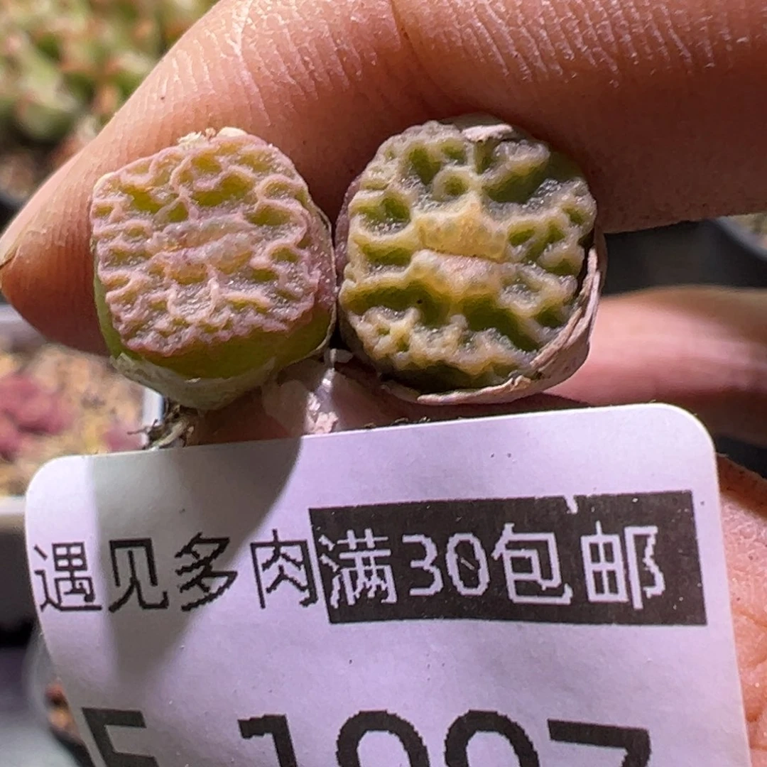 多肉植物1111111111111111