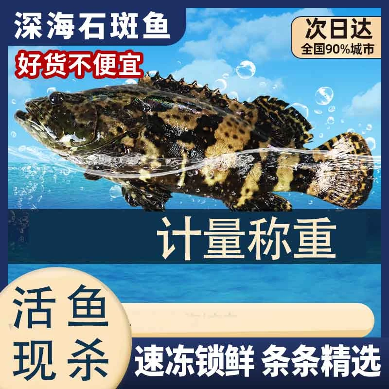 深海石斑鱼 老虎斑新鲜活速冻计量称重约2斤