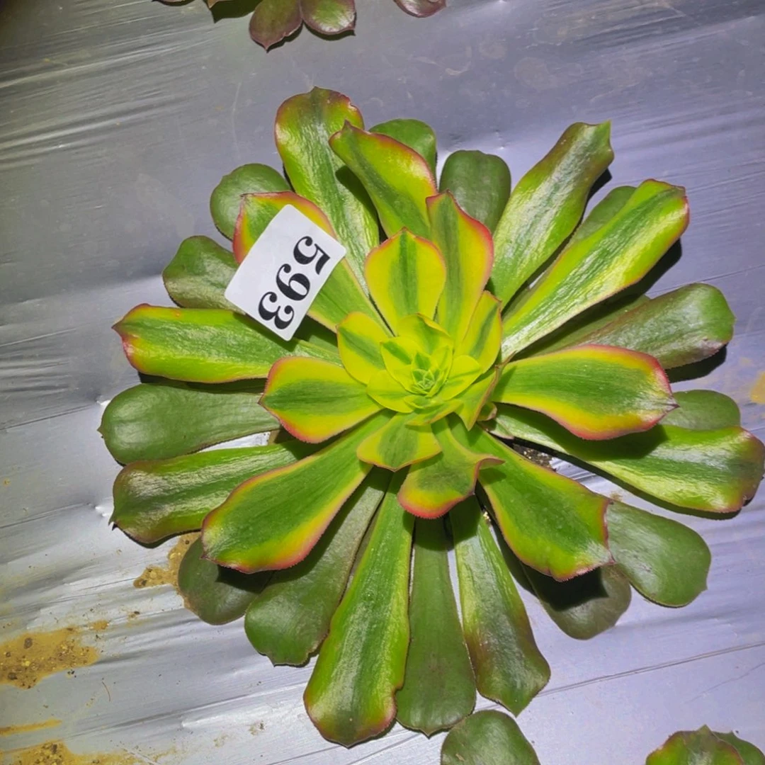 香妃多肉植物多肉593