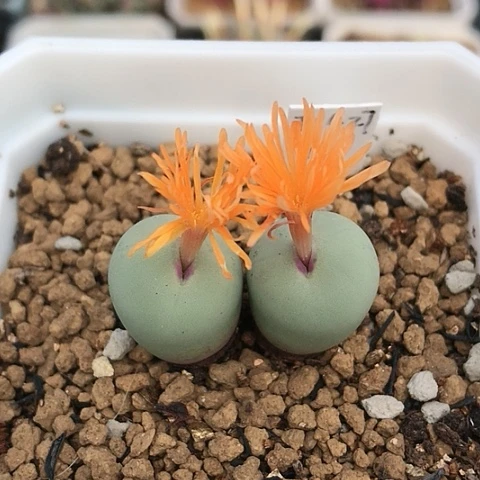 多肉肉锥 Ts427 红嘴