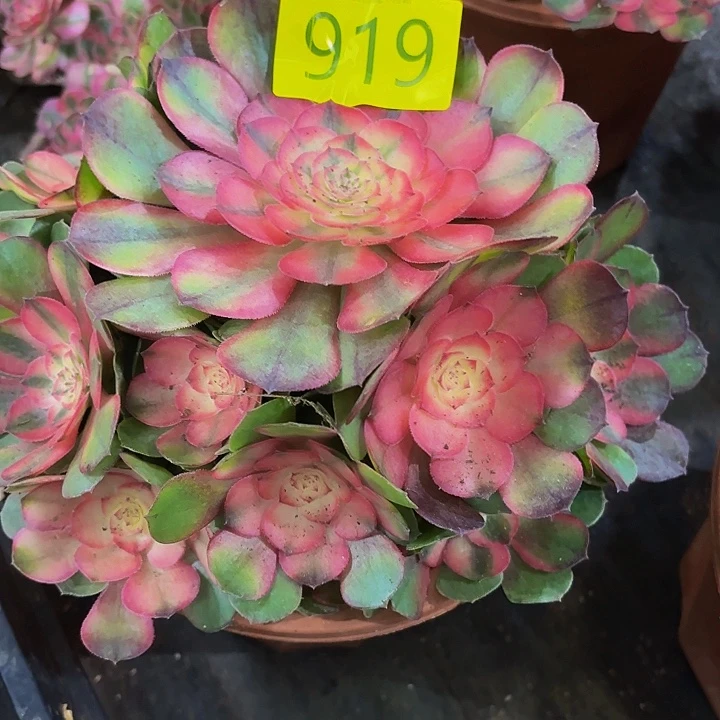 多肉植物福利919个