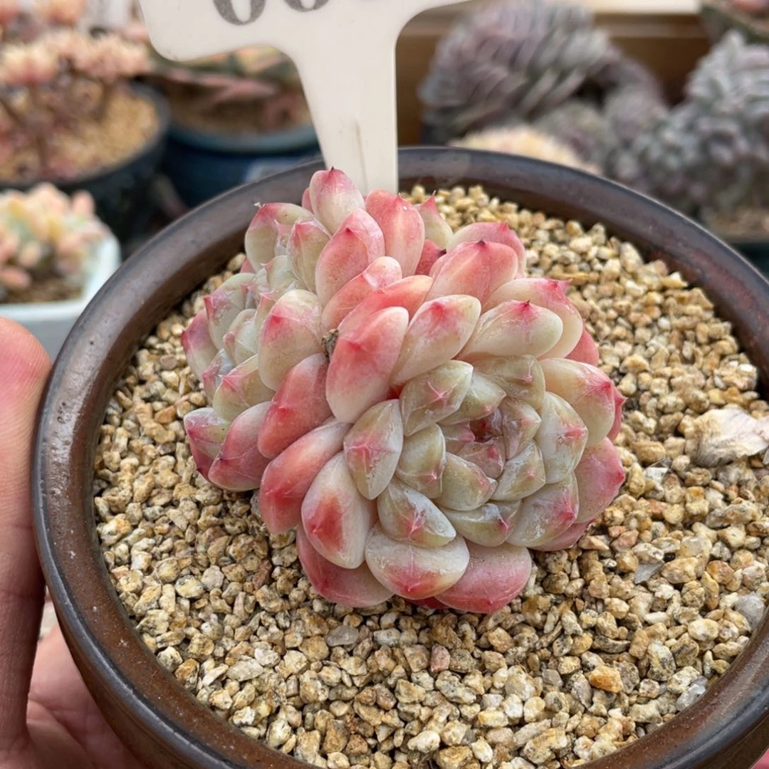 0606冰魄不带盆7厘米