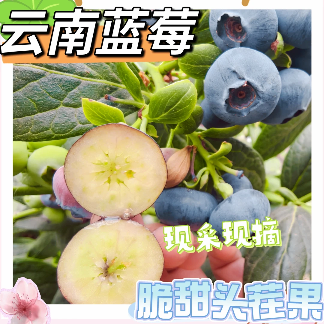 【整箱装聚划算 甜脆】【头茬大莓莓】云南蓝莓产地直发 超大蓝莓鲜果