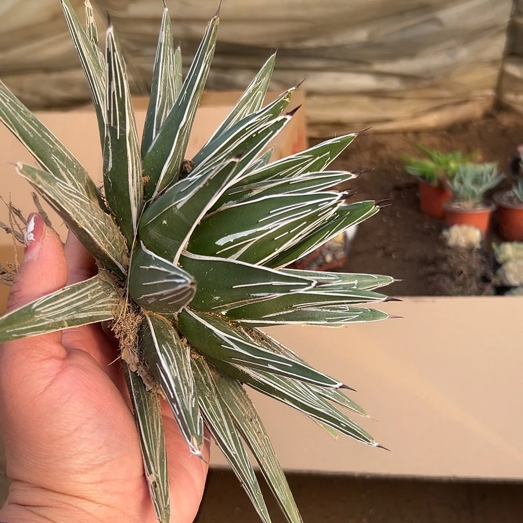 多肉植物直叶屉之雪