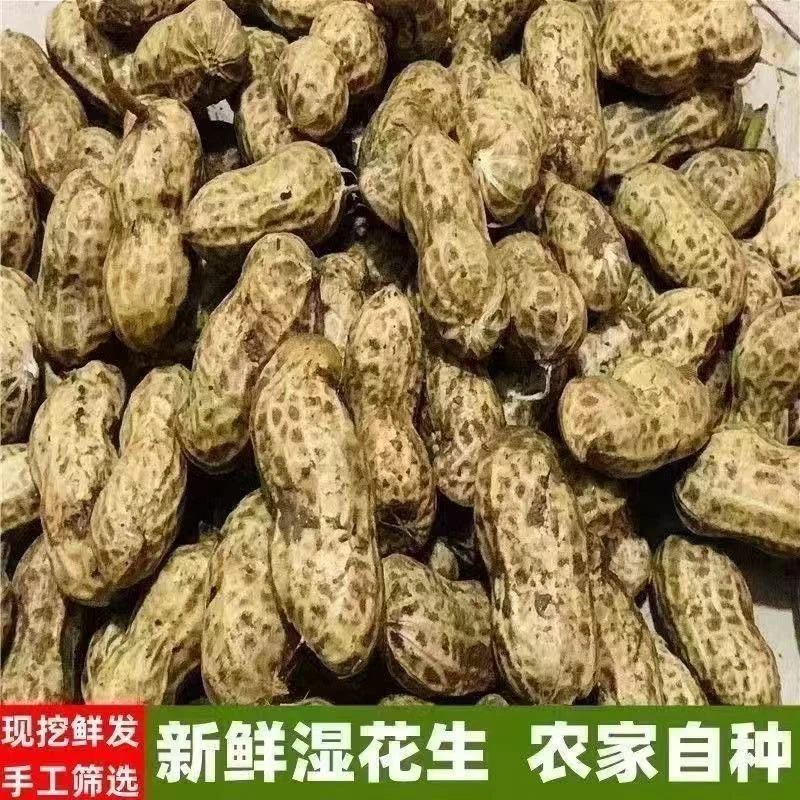 江西莲花自家新鲜现挖带壳湿花生可水煮生吃当季农家自种