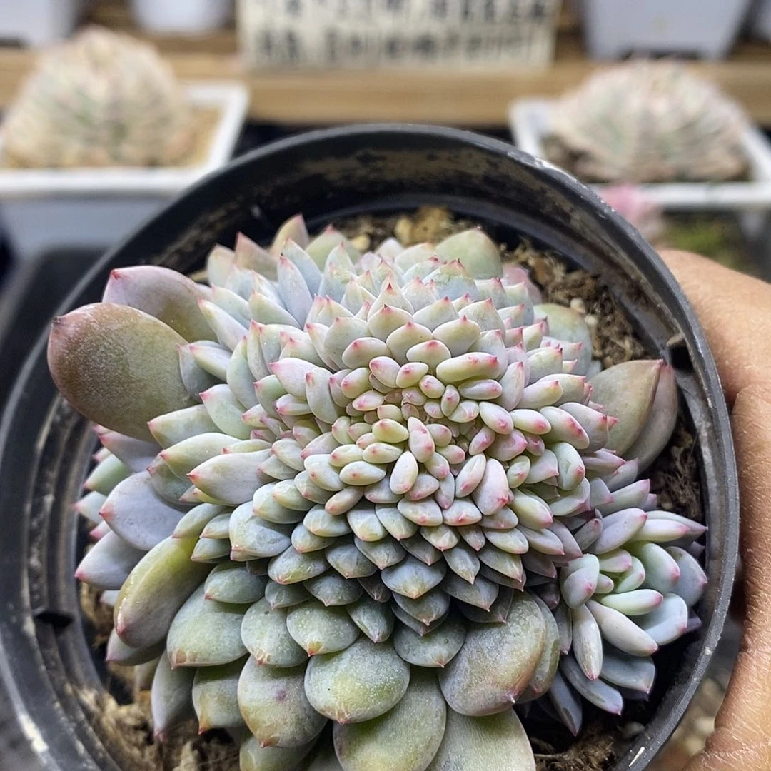 05138 星星橙缀化