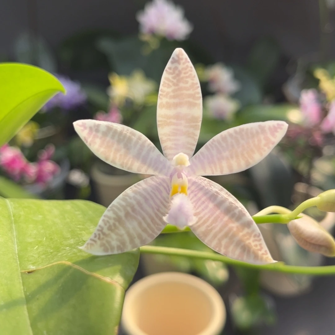 完全开放2.8寸蓝路德交蓝盾开花株