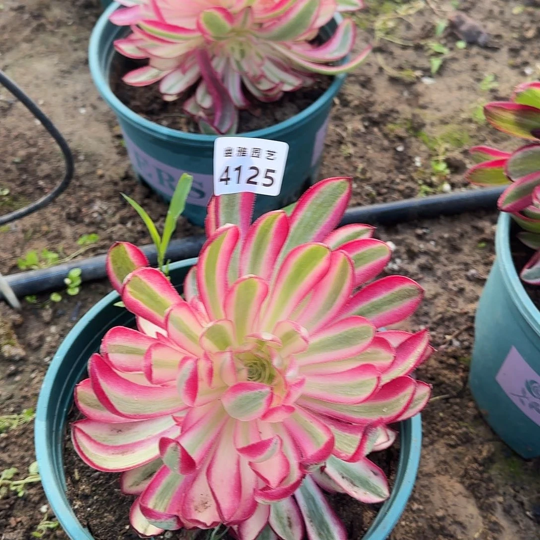 多肉植物玉芙蓉4125